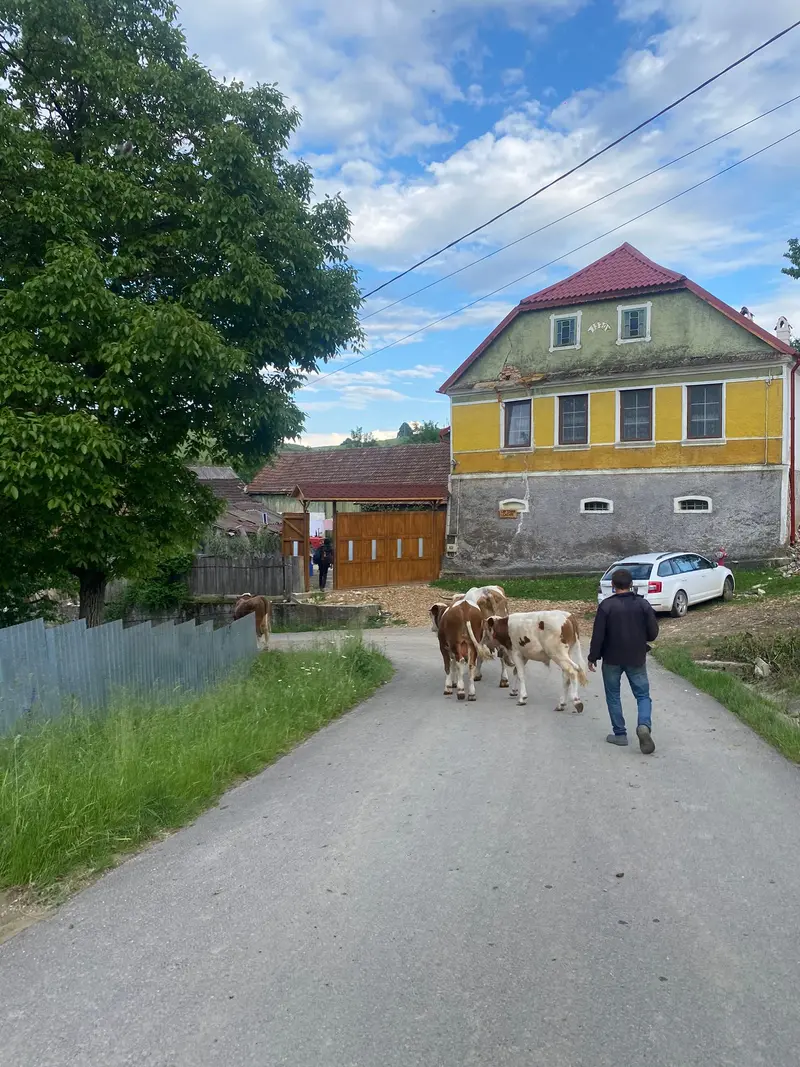 SEPTIMA V BANÁTU